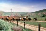 cows, Beef Cows, Rancho Canada de los Vaqueros, March 1974, ACFV04P08_19