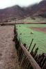 Fence, Mountains, Sheep Grazing, ACFV04P09_10