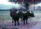 Bull, Cattle, ACFV04P09_14