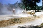 Sheep, Dust, Aranjuez, ACFV04P09_19