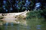Sheep, Water, river, berm,  Aranjuez, ACFV04P10_01