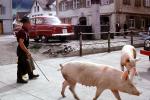 Herder, pigs, sow, Appenzel, 1963, 1960s, ACFV04P10_02