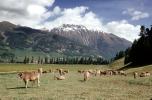 Cows Grazing, Valley, Mountains