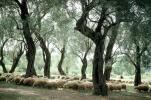 Sheep, forest, trees, Corfu Island