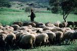 Sheep, Corfu Island, ACFV04P10_11