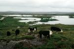 cow, pond, bogs, cattle, near Vienna, ACFV04P10_15