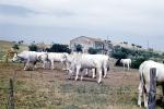 White Cows, cattle, 1961