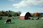 barn, cow, outdoors, outside, exterior, rural, building, architecture, grazing, trees, ACFV04P11_03