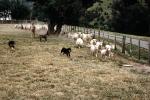 sheep, herding, Border Collie, Australian Bluehair, ACFV04P11_05