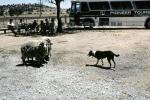 sheep, herding, Border Collie, Australian Bluehair