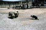 sheep, herding, Border Collie, Australian Bluehair