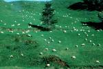 sheep, green hills, ACFV04P11_12