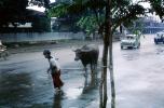 Water Buffalo, Bangkok Thailand, September 1962, 1960s, ACFV04P12_02