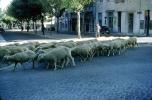Herd of Sheep crossing the brick road, Lisbon Portugal, 1950s, ACFV04P12_03