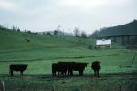 Cows, Home, House, Tennessee, ACFV04P12_07