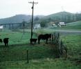 Cow, barn, fence, road, bridge, shed, Tennessee, ACFV04P12_08