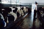 Dairy Cows, Macau China, ACFV04P12_11