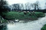 Swan, Sheep, Stream, Bare Trees, ACFV04P12_19