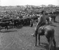 Cattle Drive, Cows, ACFV04P13_04