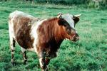 Cow, bull, Maine