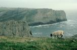 Sheep, Cliffs over the Atlantic, ACFV04P13_16