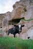 Cow, Cappadocia (Kapadokya)
