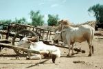 Cart, Cattle, Horns, Desert