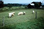 Pig, Farm, Barn, Grass, sow, building, fence, ACFV04P14_08