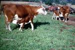 Calf, Cow, Suckling, Nursing, Cattle, Grass, ACFV04P14_11