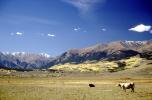 Mountains, Cattle, Cows, Fields
