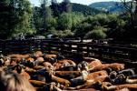 Cattle Ranch Cow Roundup, near Lake Tahoe