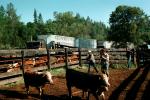 Cattle Truck, Cattle Ranch Cow Roundup, near Lake Tahoe