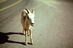 Goat on the road