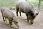 Pigs, Hog, ACFV04P15_16