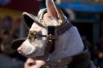 Chihuahua, Sunglasses, nose, small dog breed, wearing a hat, ears, funny, humorous, ADSD01_041