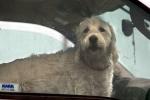 big dogs inside a car, Bodega