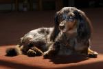 Dachshund, Wiener Dog, small dog breed, ADSD01_054