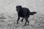 Black Dog Running on a Beach