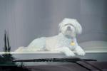 Dog on the Dashboard, ADSD01_112