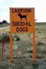 Caution, Suicidal Dogs