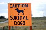 Caution, Suicidal Dogs, ADSD01_125