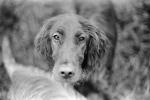 Irish Setter Dog Face, Santa Rosa, Sonoma County, California, ADSPCD0652_107