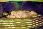 Bassett hound, sleeping, sleep, asleep, couch, ADSPCD0653_054B