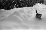 Tonok the Dog in the Snow, ADSPCD0664_053