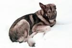 Half Husky - Half Wolf, giant dog breed, ADSV01P01_12