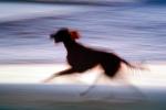 running dog, Irish Setter