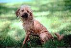 wet dog, terrier, ADSV01P03_02.1710