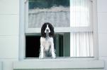 Dog in a Window, English Springer Spaniel, ADSV01P03_12
