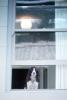Dog in a Window, English Springer Spaniel