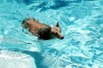 Dog swimming in a pool, water, Ripples, Wet, Liquid, medium dog breed, Wavelets, ADSV01P04_17